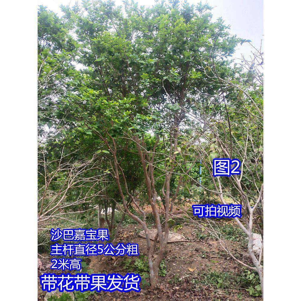 嘉宝果树苗 结果大树2米高5公分粗 一物一图台湾树葡萄 实拍