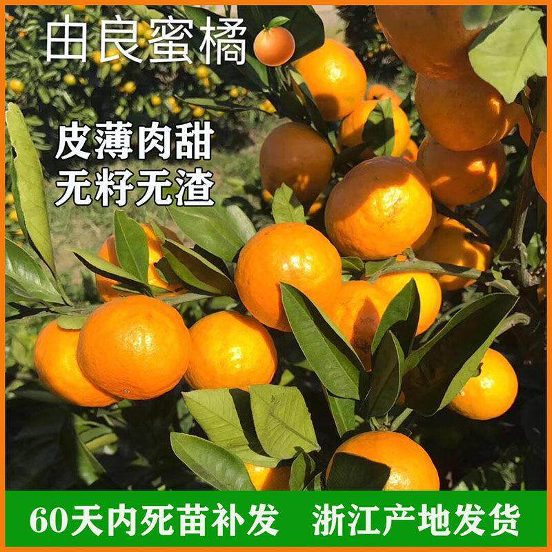 特早熟由良蜜桔苗橘子树苗南北盆栽地栽嫁接柑桔果树果苗当年结果