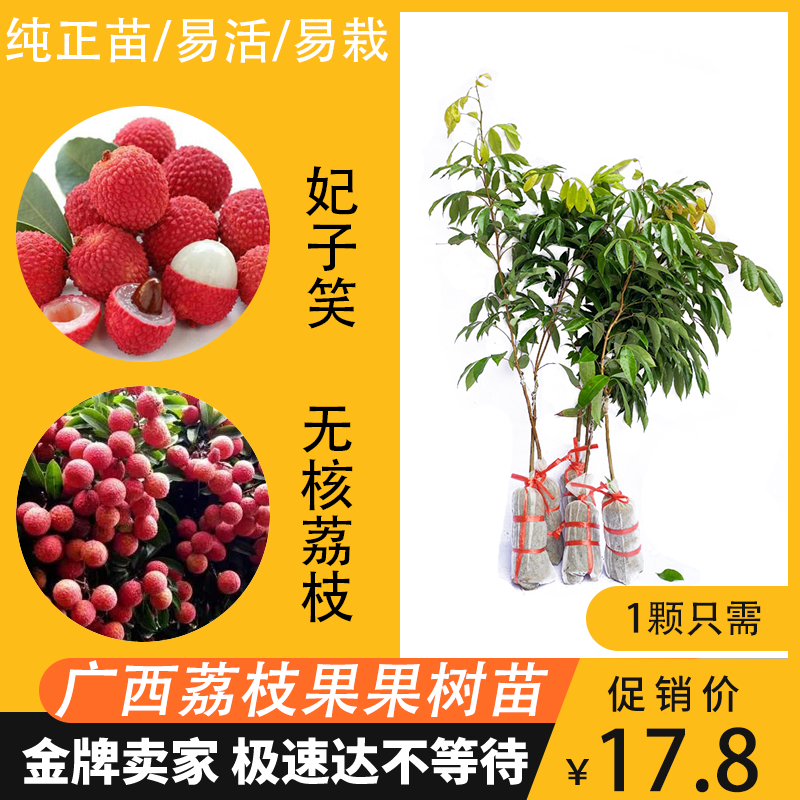 无核荔枝树果苗桂味糯米糍妃子笑荔枝果苗当年结果嫁接树苗