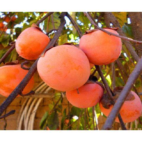 甜脆精品见描述奶油水果苗树嫁接柿子树果苗当年结果南方北特大