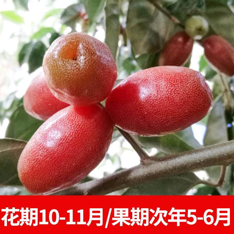 羊奶果苗嫁接德甜二号大胡颓子树酸甜当年结果南方北方种植果树