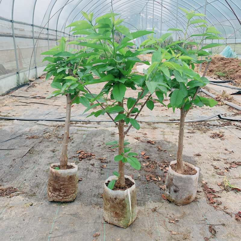 车厘子树苗嫁接大樱桃南北方庭院地栽阳台盆栽果树原盆土带叶