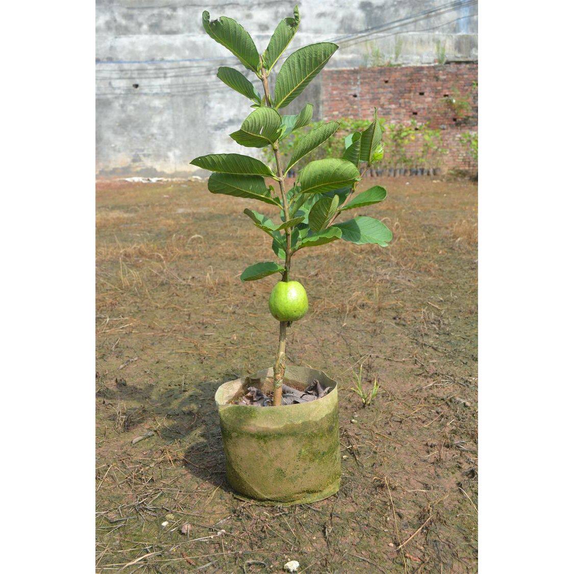 台湾红宝石芭乐苗番石榴果树苗庭院嫁接苗当年结果盆栽南北方种植