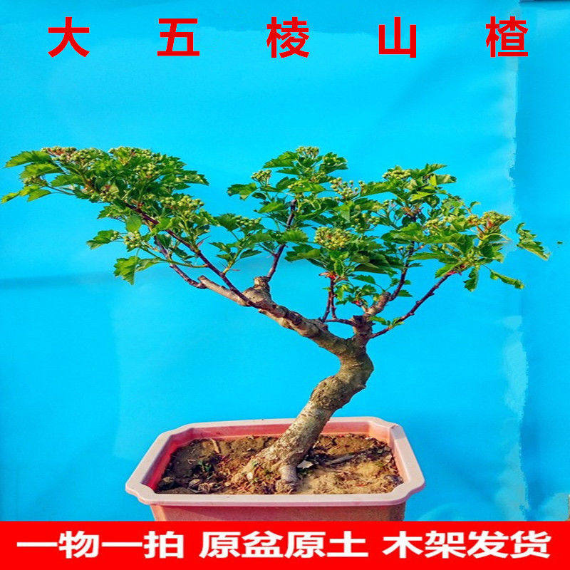 山楂树活苗特大果树盆景老桩山里红盆栽熟桩地栽庭院阳台当年结果