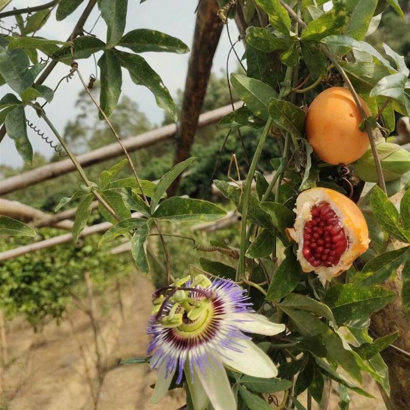 蓝冠百香果苗红肉百香果苗甜蜜蜜百香果苗四季纯甜鸡蛋果苗盆栽