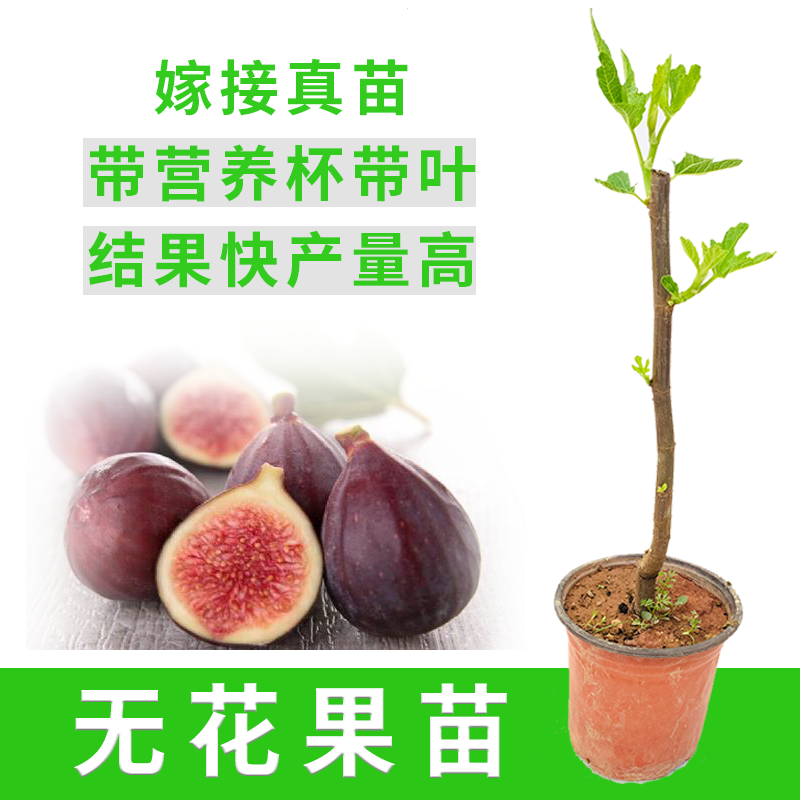 无花果苗南北方种植水果盆栽地栽当年结果波姬红正宗嫁接特大果叶