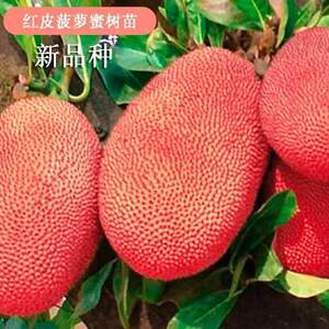 菠萝蜜树苗红皮红心菠萝蜜苗嫁接果树苗当年结果南北方四季种植