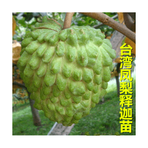 佛陀果番荔枝苗台湾释迦果苗番荔枝树苗佛头果凤梨释迦果树苗包邮