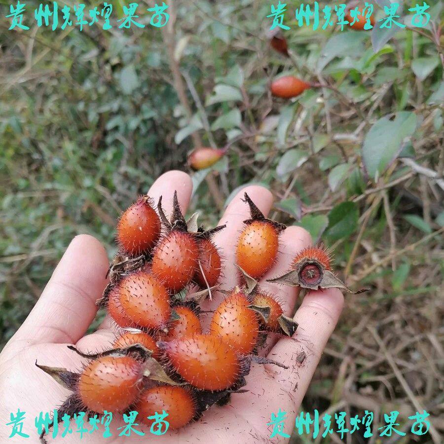 贵州金樱子苗种子刺梨子果树苗金英子刺糖罐泡酒料材盆栽包邮