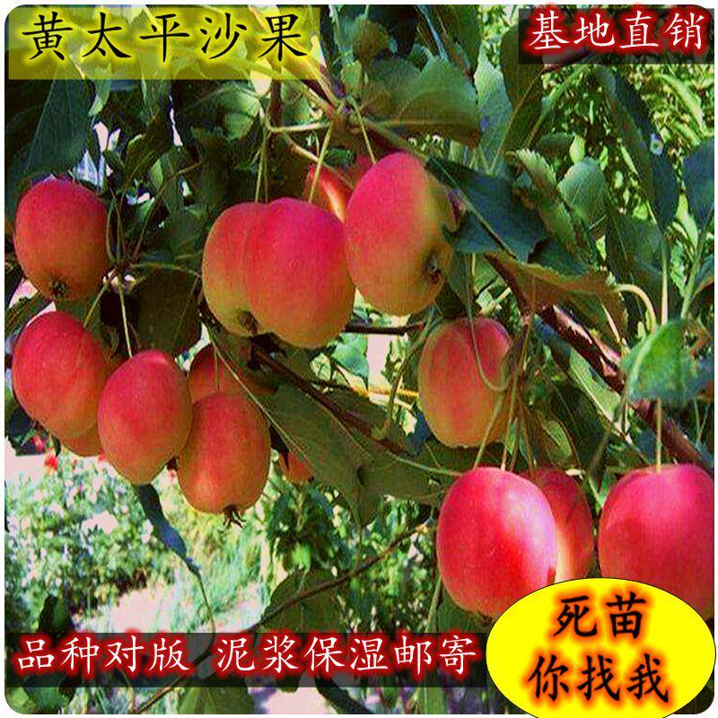 黄太平沙果大黄果冰糖心小苹果树苗耐寒南北方种植盆栽地栽包邮