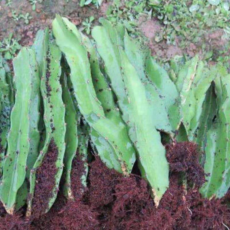 新品种美洲蓝宝石火龙果苗庭院盆载抗寒品种南方北方种植当年结果