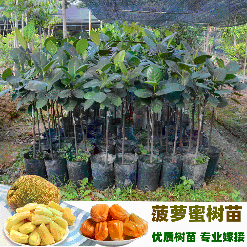 菠萝蜜树树苗嫁接果苗南北方四季果树苗马来西亚红肉黄肉当年结果
