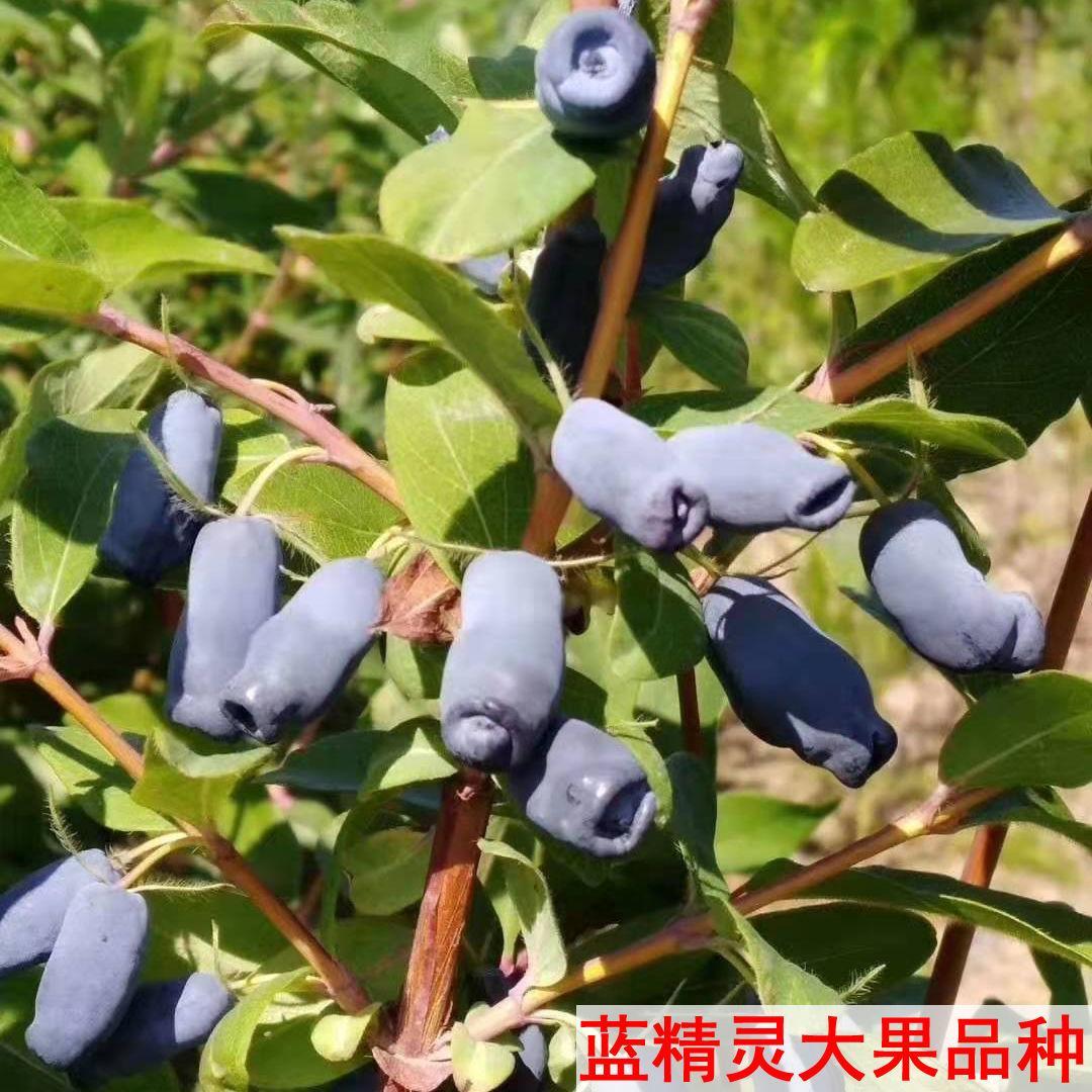 蓝靛新款上市常绿奶子黑果苗山茄子树苗盆栽阳台南北方浆果庭院 鲜花速递/花卉仿真/绿植园艺 果树 原图主图