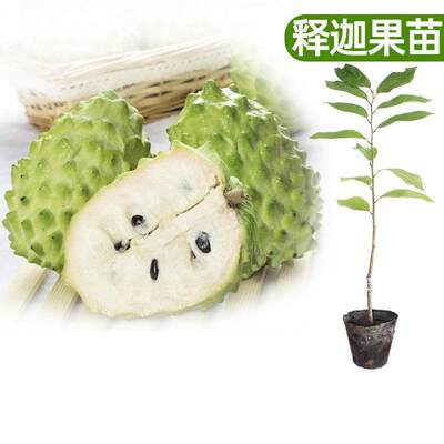 台湾凤梨释迦果树苗果大佛头果番荔枝果树南方种植嫁接苗当年结果