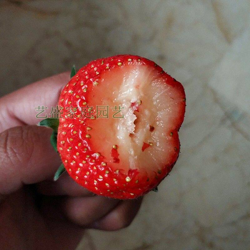隋珠草莓苗香野草莓苗带土带盆穴盘苗阳台种植盆栽草莓苗早熟超甜