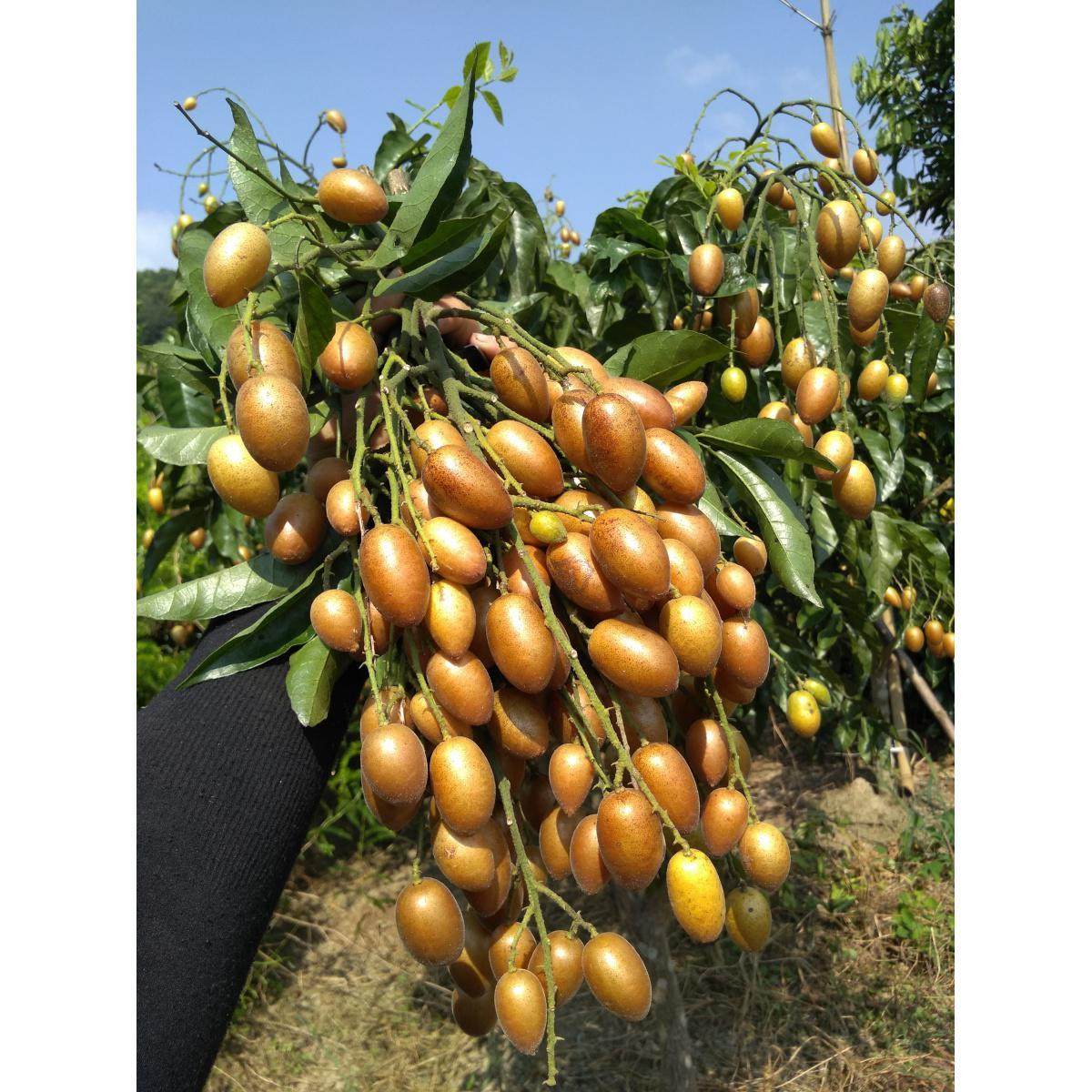 包邮(买3送1)广东郁南无核黄皮果苗,大鸡心苗,冰糖嫁接果树苗