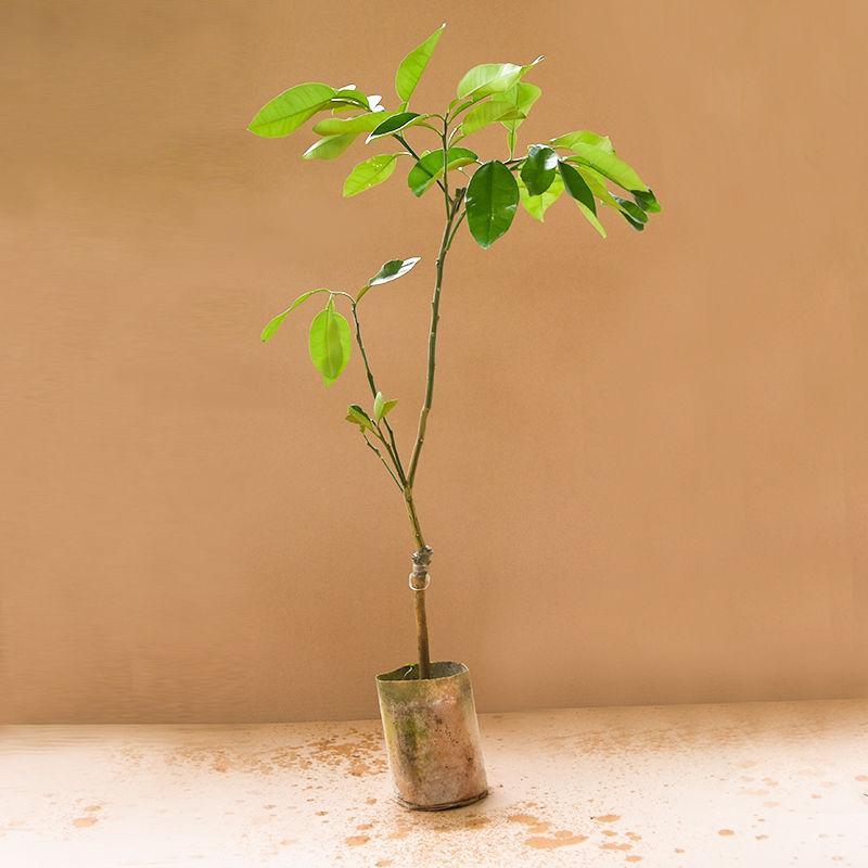 柚子树苗泰国青皮红宝石柚子苗三红心蜜柚嫁接苗南北方种植果树苗 鲜花速递/花卉仿真/绿植园艺 果树 原图主图