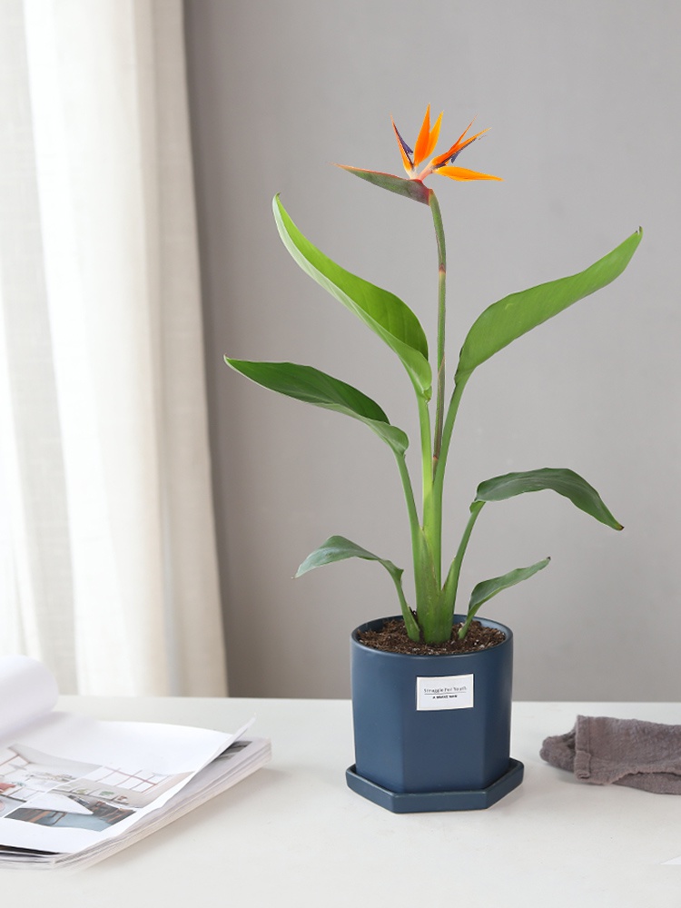 天堂鸟办公室绿植四季好养可水培花卉盆栽室内桌面鹤望兰开花植物