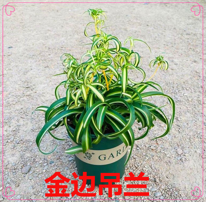 卷叶吊兰白玉金心吊兰盆栽青叶金心金边吊兰大盆桌面绿植小植物四