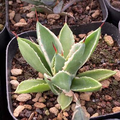 贝壳龙白覆轮锦Agave potatorum 'cubic’Variegated龙舌兰批发