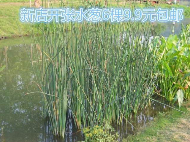 水生植物水葱水葱苗水葱草野生水葱苗青叶水葱花叶水葱净化水质