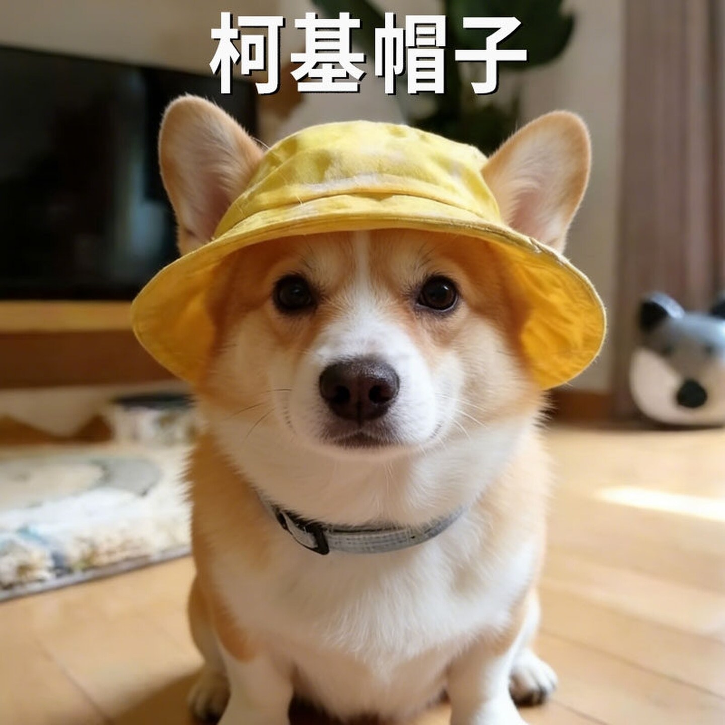 柯基帽子狗狗露耳朵中型犬渔夫遮阳帽专用夏季防晒配饰宠物用品