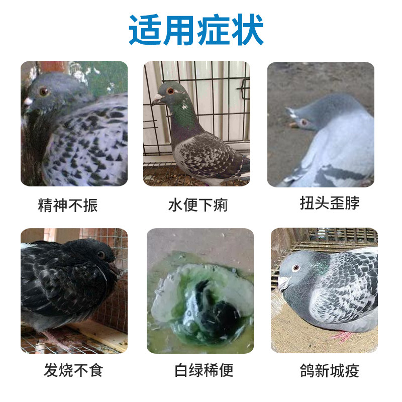 爱睿牧 甩拉吐经典方案套餐方便省时 赛鸽种鸽都可 调理肠道