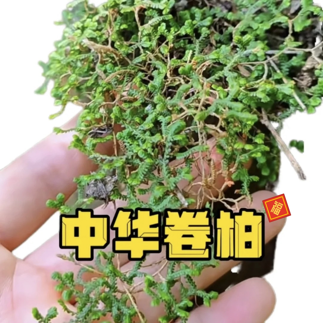 中药材野生中华卷柏地柏枝翠云草正宗新鲜包邮无硫无杂新货正品