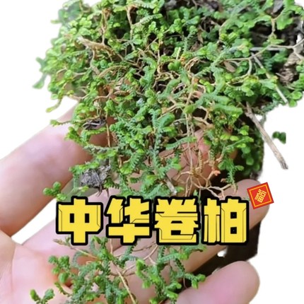 中药材野生中华卷柏地柏枝翠云草正宗新鲜包邮无硫无杂新货正品