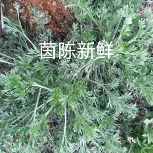 新鲜正月白蒿现挖山野菜孕妇红枣茶天然农产品茵陈