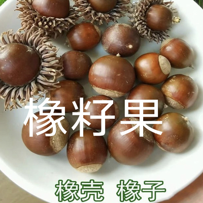 天然果实橡子壳橡果壳工艺品原料手工DIY圣诞装饰材料干果松鼠粮