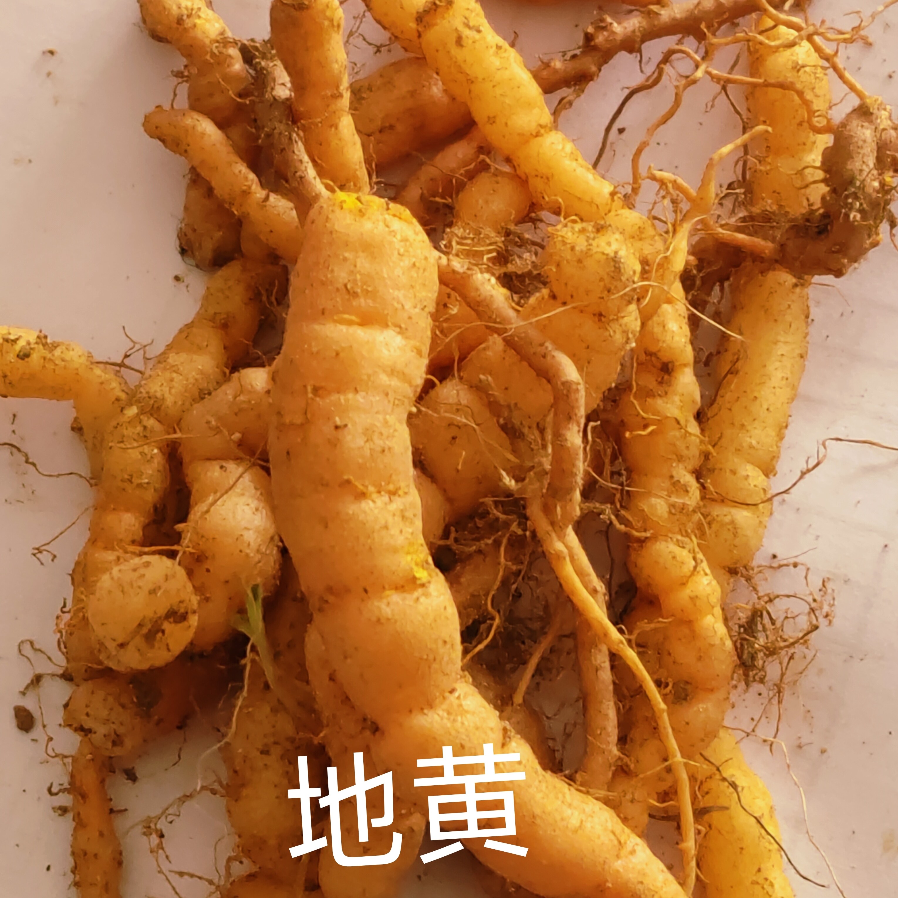 中药材正品地黄精选根