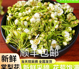 现摘现发 野生食用鲜花野花野菜棠梨花新鲜 新鲜棠梨花现摘当季