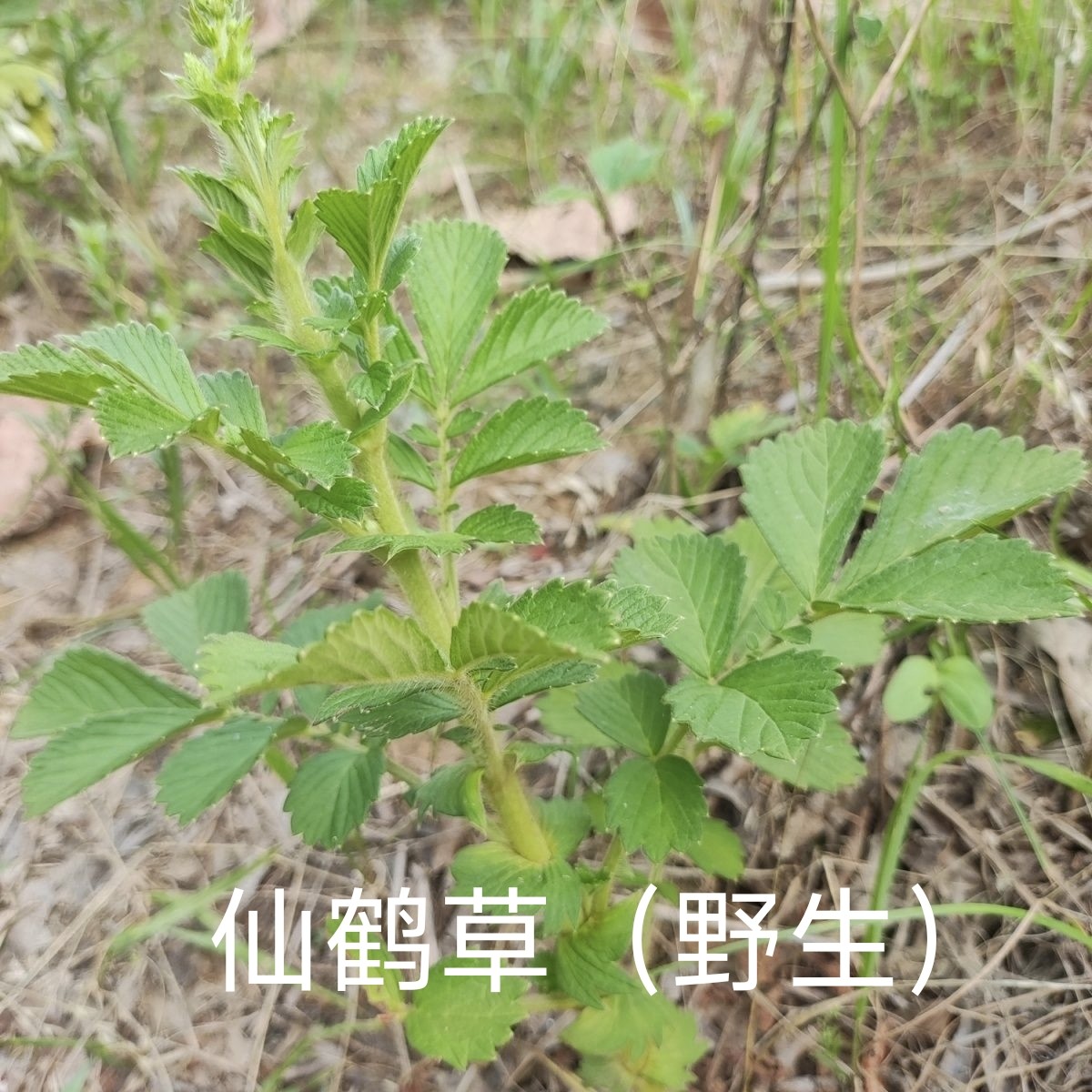 正宗野生新鲜仙鹤草深山现采脱力草龙牙草子现挖药材先鹤草包邮