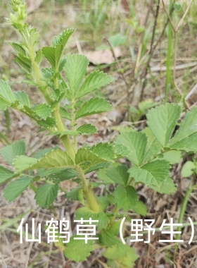 正宗野生新鲜仙鹤草深山现采脱力草龙牙草子现挖药材先鹤草包邮