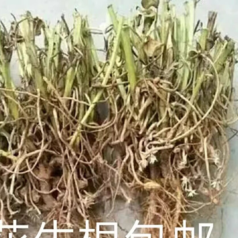 中药材花生根失眠多梦无农药无化肥绿色产品500克包邮优级