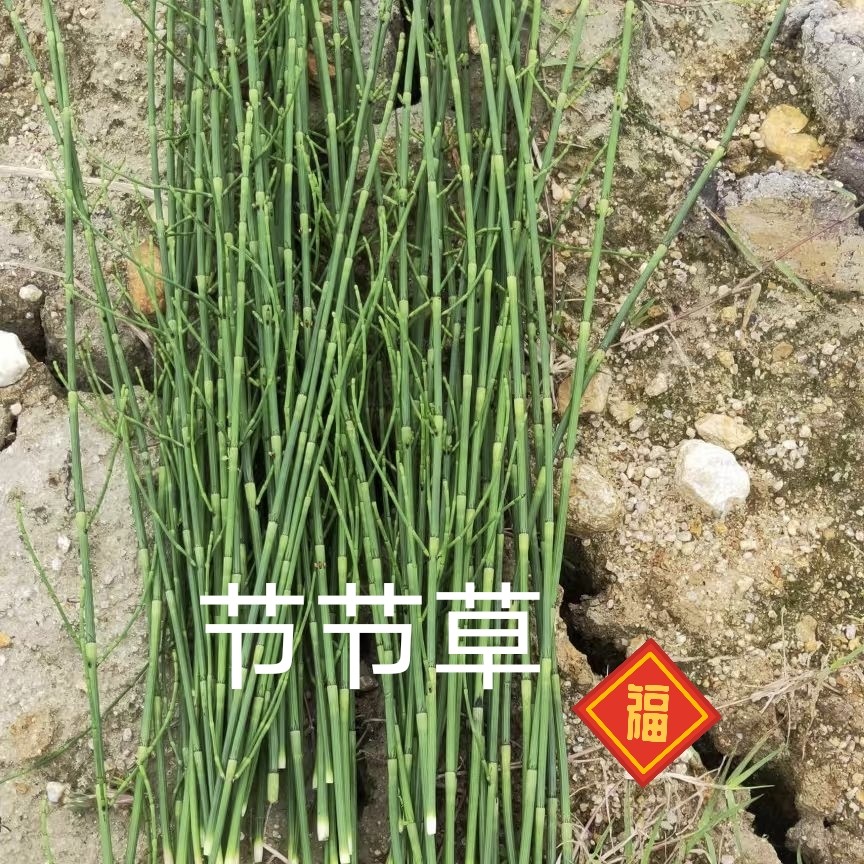 野生节节草新鲜现采批发现货 木贼 节节草 笔筒草 野生的中药材
