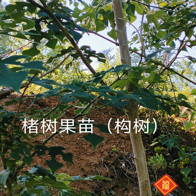 楮树果苗构桃子构树苗包邮批发正品构树棵苗