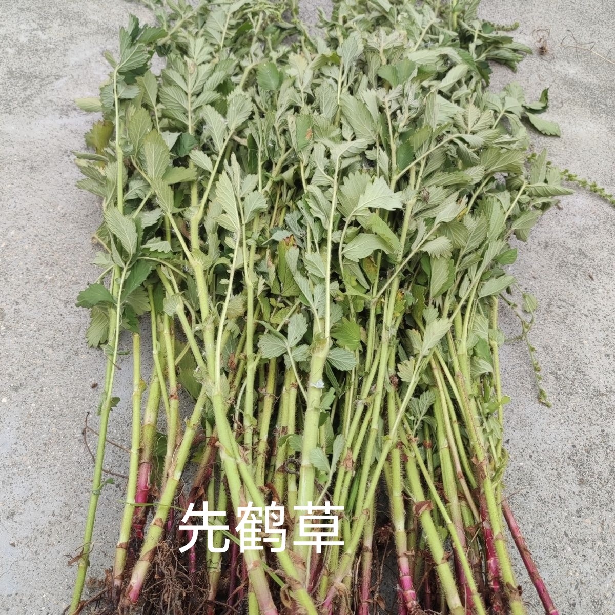 正宗野生新鲜仙鹤草深山现采脱力草龙牙草子现挖药材先鹤草包邮