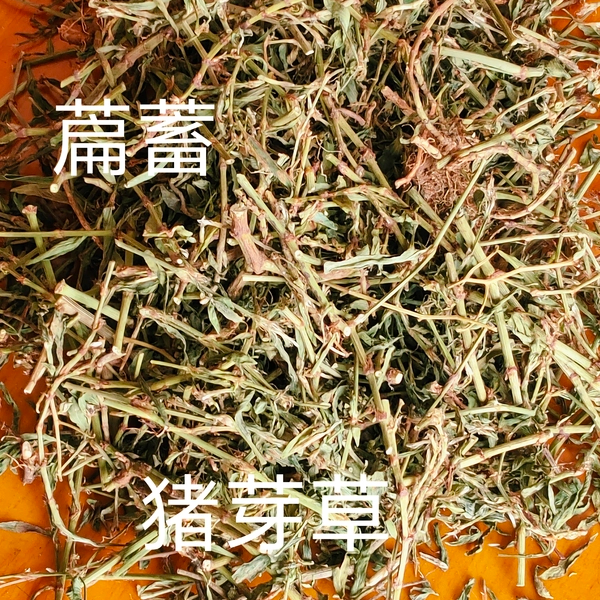 萹蓄草蚂蚁草猪牙草去火新鲜清热草药晒干正宗新鲜中药材包邮野生