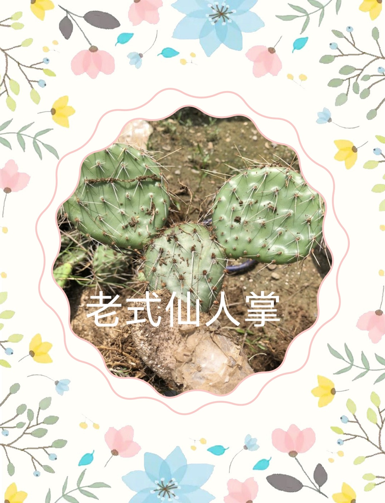 药用外敷消肿美容种植嫁接老式仙