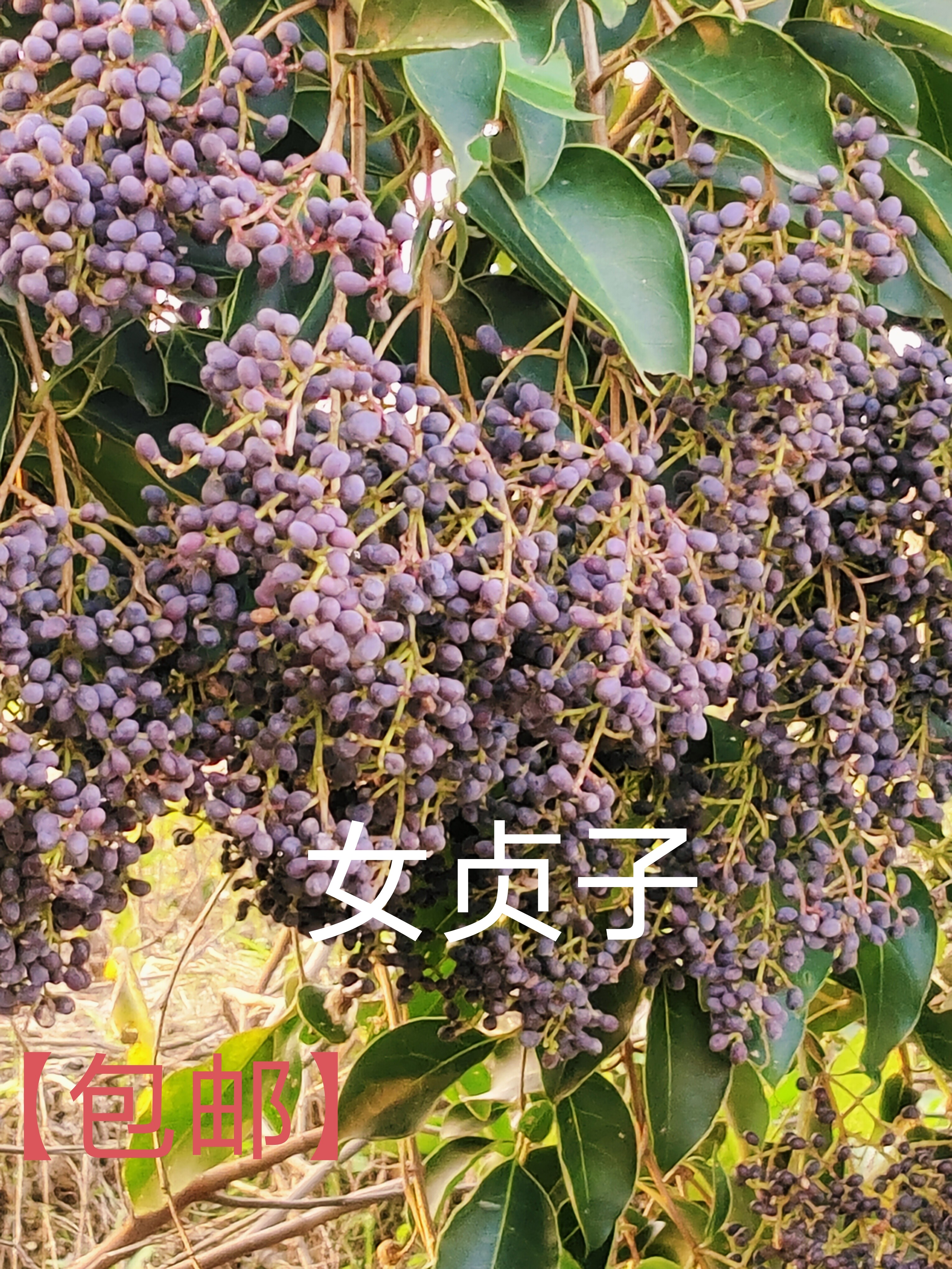 新鲜女贞子冬青子冬青果冬青果冬青果冬青果正宗优选包邮