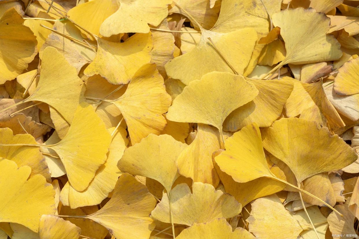 银杏叶白果树叶中药材金色的可做花鲜叶和干叶银杏叶白果树叶