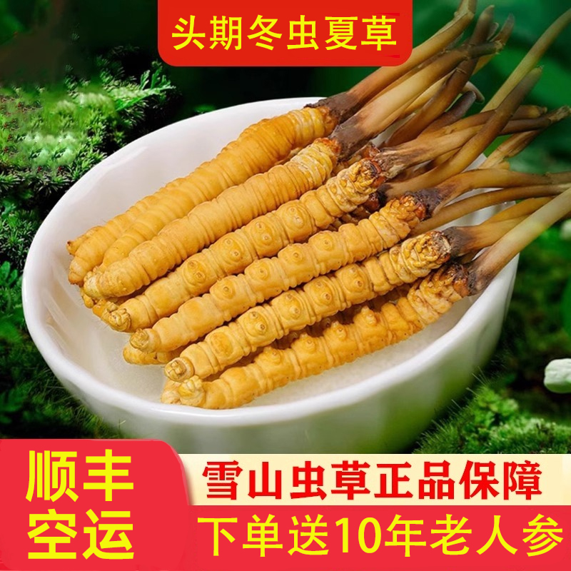 头期新鲜冬虫夏草干货 虫草礼盒装官方旗舰店正品滋补品送礼长辈
