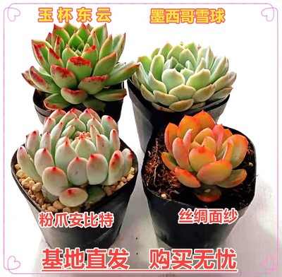 多肉植物盆栽组合包邮稀有品种
