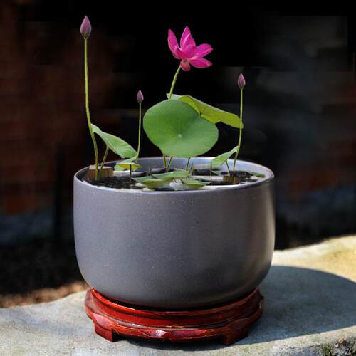 莲花盆花质量怎么样 莲花盆花口碑怎么样 小麦优选