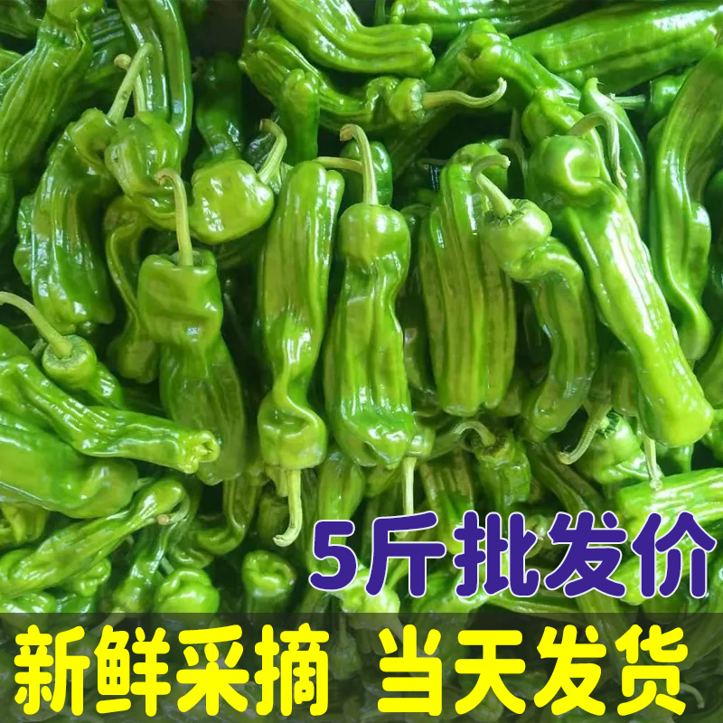 江苏新鲜青辣椒青椒薄皮苏椒微辣芜湖椒虎皮椒应季新鲜蔬菜皱皮椒