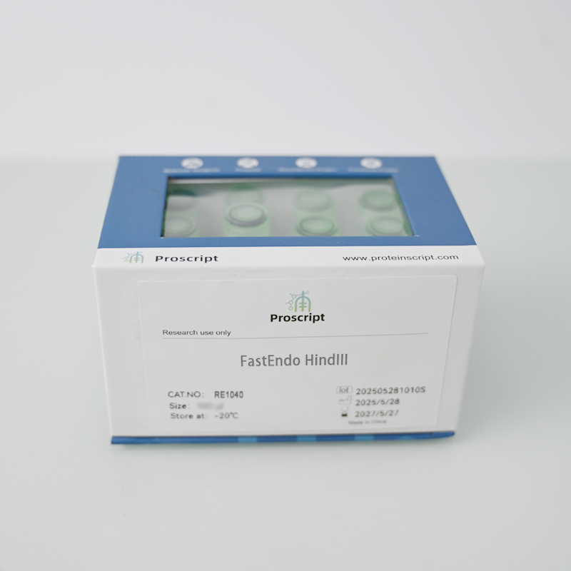 FastEndo® HindIII RE1040 限制性内切酶 克隆 基因构建