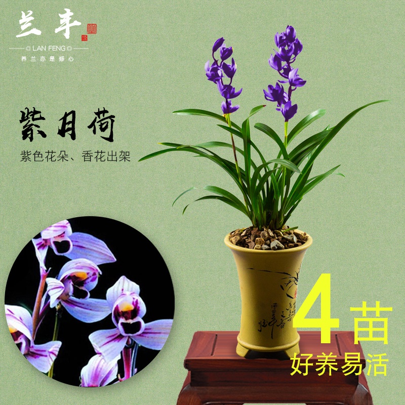 花苞建兰室外盆栽兰科名贵兰草浓香矮种花卉植物月带