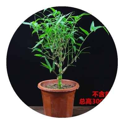 观赏竹景观竹矮竹子植物 庭院家庭院子绿化绿植佛肚竹佛竹b罗汉.